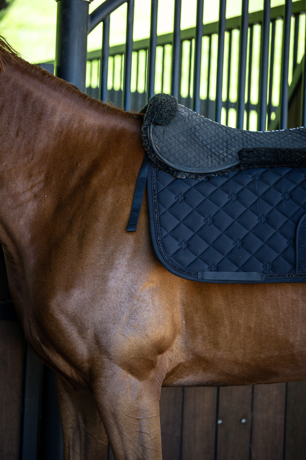 Horse with a black saddle pad on a blurred background