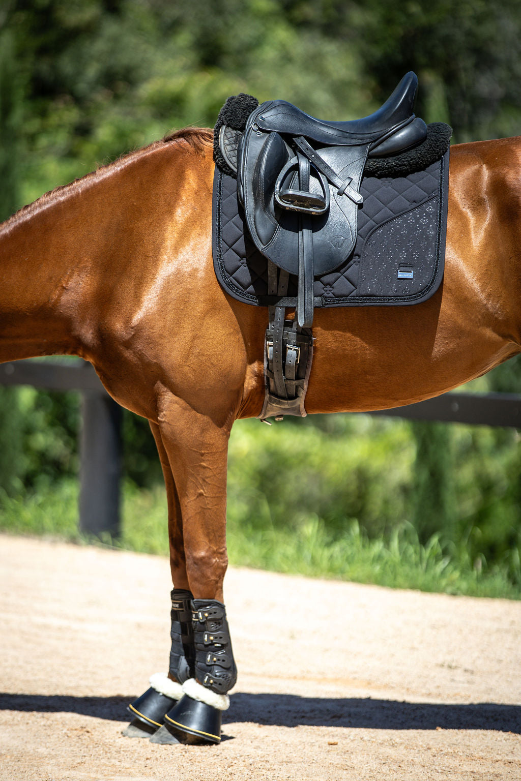 Horse with a black saddle pad, saddle and bridle on a natural background
