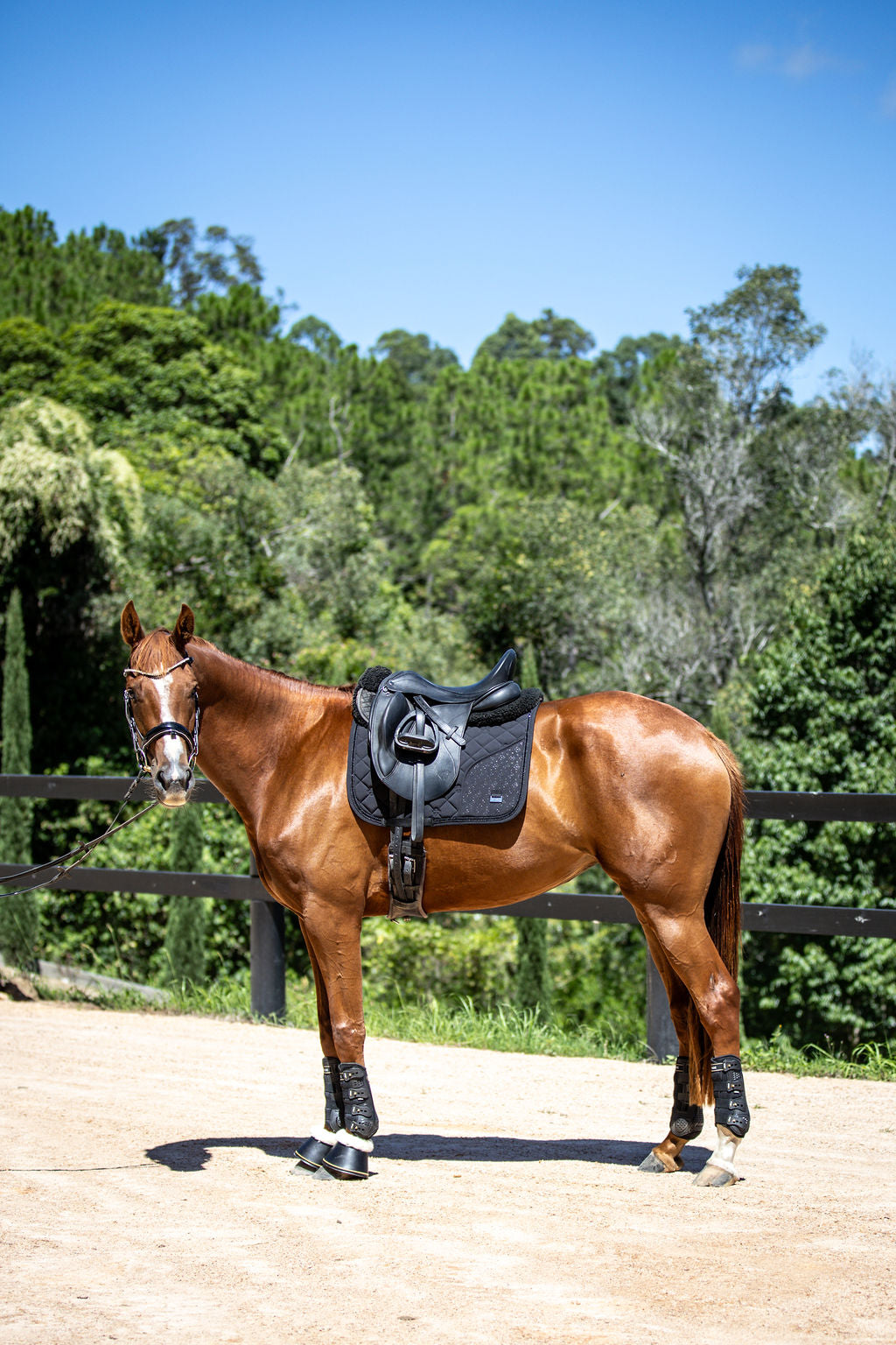 Chestnut horse with a black saddle in an outdoor setting with trees and clear sky.